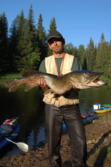 Fisherman caught a huge pike.Arkhangelsk region, Russia.