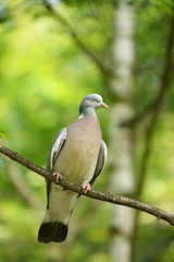 Common Wood Pigeon, Wood Pigeon, Columba palumbus