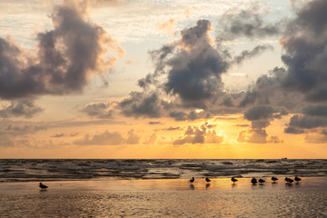 Wild ducks at sunset on the sand bank of Baltic