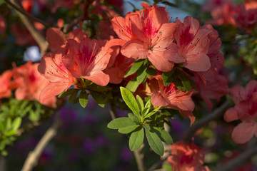 Azalea flowers
