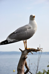 gabbiano al mare