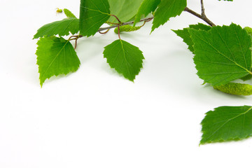 The branch of a birch
