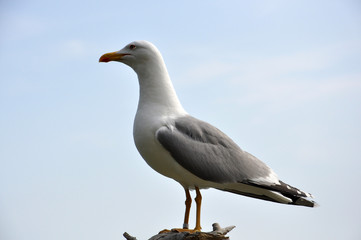 Fototapeta premium Gabbiano bianco e grigio