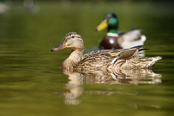 Mallard, Anas platyrhynchos