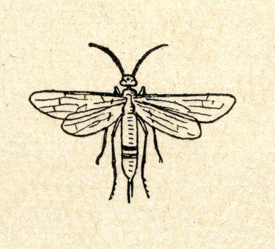 Horntail (Siricidae)