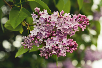 Brunches of lilac flowers on a bush