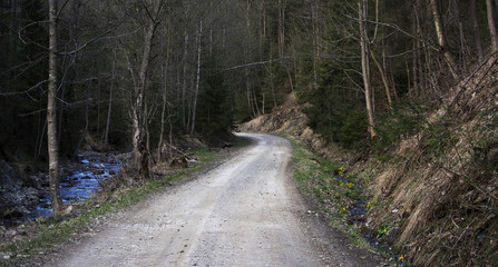 Fototapeta premium road in forest