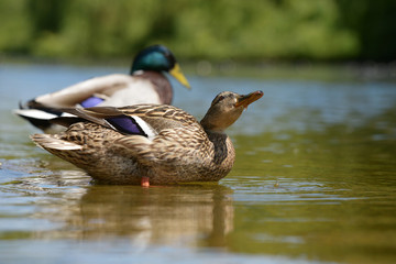 Mallard, Anas platyrhynchos