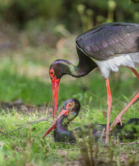 pair of black storks - Ciconia nigra