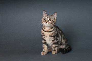 British Shorthair kitten