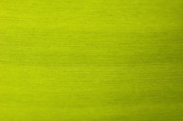 Texture background of backlight fresh green banana Leaf.