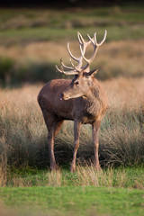 cerf tire la langue