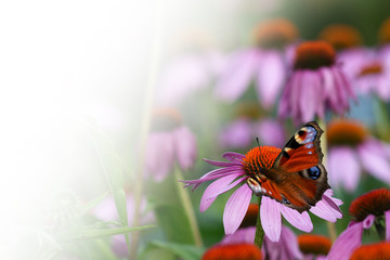 Fototapeta na wymiar Echinacea purpurea and butterfly