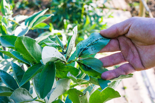 Baccelli, parassiti, afidi