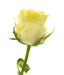 yellow-green rose