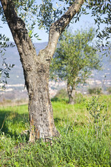 Detail of An olive tree in the Tuscany countryside