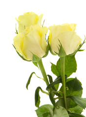 Obraz premium yellow-green rose