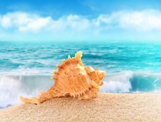 Obraz na płótnie Canvas Summer beach. Seashell on the sand.