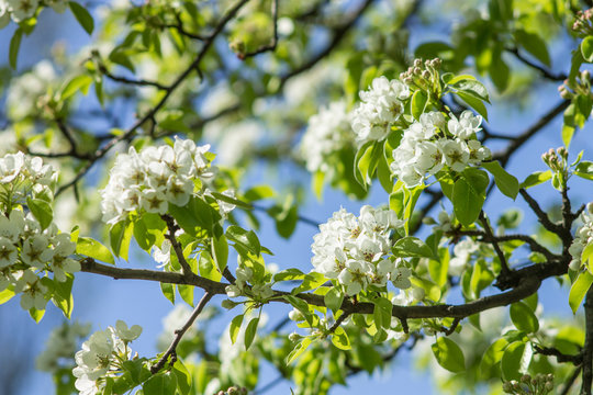 Blooming of pear tree in spring