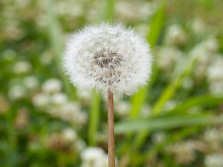 タンポポの白い冠毛