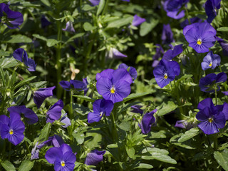 Fototapeta premium 紫色パンジー