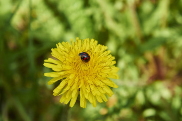 Божья коровка 