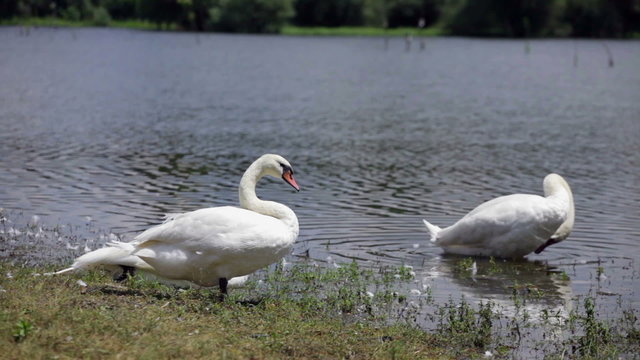 Swans resting at lake on sunny day
