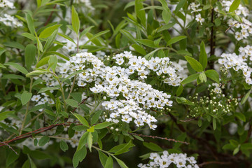 flowering fruit tree