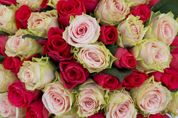 Pink and red roses background