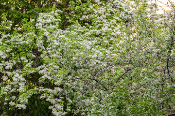 flowering fruit tree