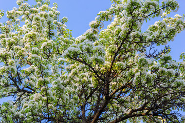flowering fruit tree