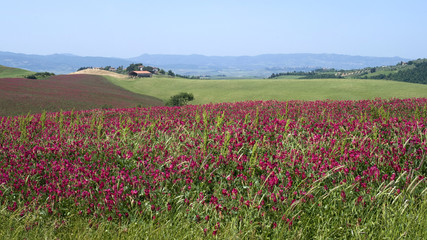 Tuscany spring landscape