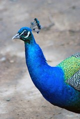 Fototapeta premium Peacock portrait.