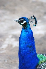 Obraz premium Peacock portrait.