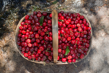 Cherries from Valle del Jerte in Spain.