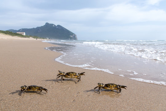 Tre granchi che camminano verso il mare e Monte Circeo