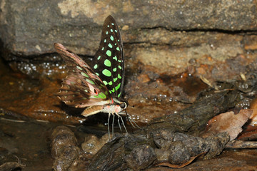 colorful butterfly in nature