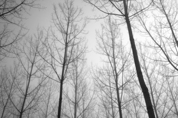 Young bare trees in the fog