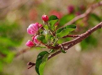 cherry blossom.