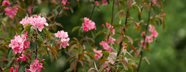 Pink apple branch long big size panorama
