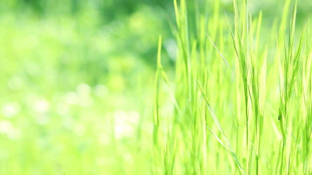 Wildgrass backlit with sunlight - bautiful onsite sound
