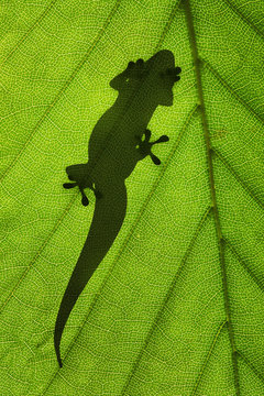 Close up of a lizard silhouette on the leaf with copy space