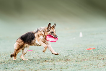 Funny German shepherd catching disc in jump