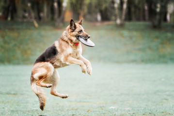 Funny German shepherd catching disc in jump