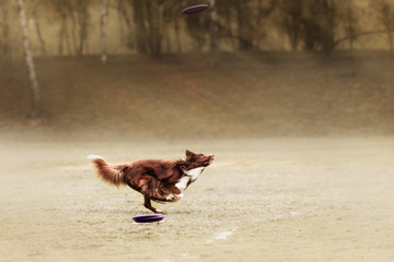 Border collie dog catching frisbee in jump in summer