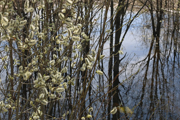 background concept Spring buds of green trees