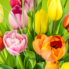 Obraz premium multicolored tulips on green background