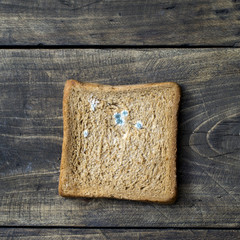 moldy bread