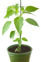 Green pepper plant in a pot isolated on a white background