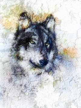  Illustration Portrait of a Wolf, crackle background